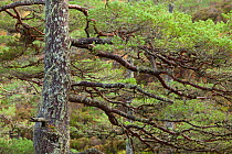 Scot's pine tree (Pinus sylvestris) Glen Affric,  Highland, Scotland, UK, October