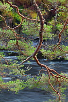 Scot's pine tree (Pinus sylvestris) branch over river, Glen Affric, Highland, Scotland, UK, October