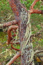 Lichen on trunk of a Scot's pine tree (Pinus sylvestris), Glen Affric, Highland, Scotland, UK, October