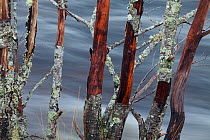 Alder trees (Alnus glutinosa) on river's edge, River Affric, Glen Affric, Scotland, UK, October