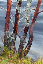 Alder trees (Alnus glutinosa) on river's edge, River Affric, Glen Affric, Scotland, UK, October