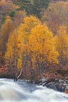 River Affric flowing through Silver birch (Betula pendula) and Scot's pine trees (Pinus sylvestris) woodland in autumn, Glen Affric, Highland, Scotland, UK, October 2010