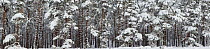Commercial pine woodland (Pinus sylvestris) in winter, Cairngorms National Park, Scotland, UK, October 2010
