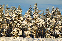 Commercial pine woodland (Pinus sylvestris) in winter, Cairngorms National Park, Scotland, UK, October