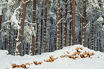 Commercial pine woodland (Pinus sylvestris) and stacked timber in winter, Cairngorms National Park, Scotland, UK, November