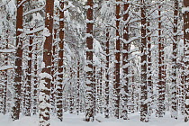 Commercial pine woodland (Pinus sylvestris) in winter, Cairngorms National Park, Scotland, UK, November