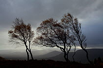 Windswept Silver birch trees (Betula pendula) silhouetted against sky, Cairngorms National Park, Scotland, UK, November. Did you know? Silver birch trees can produce millions of tiny seeds every year.
