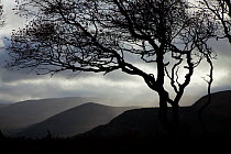 Windswept Silver birch trees (Betula pendula) silhouetted against sky, Cairngorms National Park, Scotland, UK, November