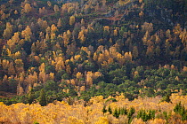 Autumnal woodland of Silver birch (Betula pendula) and Scot's pine (Pinus sylvestris), Strathspey, Cairngorms National Park, Scotland, UK, October 2010