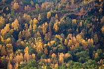 Autumnal woodland of Silver birch (Betula pendula) and Scot's pine (Pinus sylvestris), Strathspey, Cairngorms National Park, Scotland, UK, October 2010