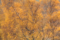 Silver birch (Betula pendula) blowing in wind in autumn, Glen Affric, Highland, Scotland, UK, October