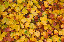 European beech leaves (Fagus sylvatica) turning yellow and brown in autumn, Rothiemurchus, Cairngorms NP Scotland, October 2011