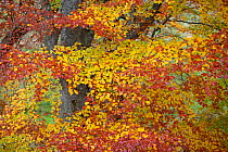 European beech leaves (Fagus sylvatica) changing colour in autumn, Rothiemurchus, Cairngorms NP Scotland, October 2011