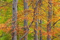 RF- European beech (Fagus sylvatica) changing colour in autumn, Rothiemurchus, Cairngorms National Park, Scotland, October 2011. (This image may be licensed either as rights managed or royalty free.)
