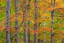 European beech (Fagus sylvatica) changing colour in autumn, Rothiemurchus, Cairngorms NP Scotland, October 2011