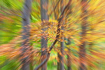 Abstract of European beech (Fagus sylvatica) changing colour in autumn, with zoom effect, Rothiemurchus, Cairngorms NP Scotland, October 2011