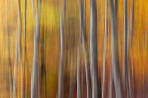 RF- Abstract of European beech (Fagus sylvatica) trunks in autumn, Rothiemurchus, Cairngorms National Park, Scotland, October 2011. (This image may be licensed either as rights managed or royalty free...