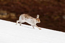 Mountain hare (Lepus timidus) with partial winter coat, running down a snow-covered moorland slope, Scotland, UK, April
