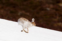 Mountain hare (Lepus timidus) with partial winter coat, running down a snow-covered moorland slope, Scotland, UK, April