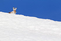 Mountain hare (Lepus timidus) with partial winter coat, head peering over a snow-covered skyline, Scotland, UK, April