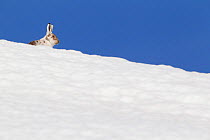 Mountain hare (Lepus timidus) with partial winter coat, head peering over a snow-covered skyline, Scotland, UK, April