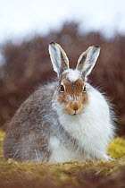Mountain hare (Lepus timidus) with partial winter coat, Scotland, UK, April