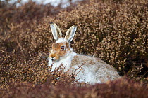 Mountain hare (Lepus timidus) with partial winter coat, sitting amongst heather (Ericaceae sp.), Scotland, UK, April