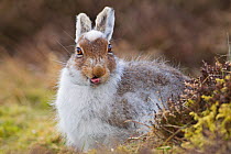 Mountain hare (Lepus timidus) with partial winter coat and tongue sticking out, Scotland, UK, April