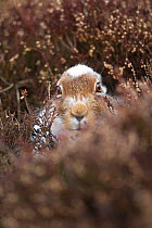 Mountain hare (Lepus timidus) with partial winter coat, close up in heather (Ericaceae sp.), Scotland, UK, April