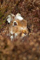 Mountain hare (Lepus timidus) with partial winter coat, close up in heather (Ericaceae sp.), Scotland, UK, April