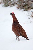 Adult male Red Grouse (Lagopus lagopus scoticus) in snow, Cairngorms NP, Scotland, UK, February