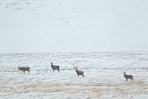 Four Red deer (Cervus elaphus) stags on open moorland in snow, Cairngorms NP, Scotland, UK, December  , UK