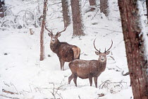 Two Red deer stags (Cervus elaphus) in pine woodland in snow, Cairngorms NP, Scotland, UK, December
