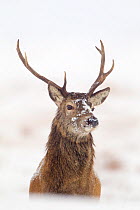 Portrait of Red deer stag (Cervus elaphus) on open moorland in snow, Cairngorms NP, Scotland, UK, December