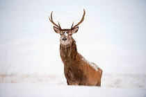 Portrait of Red deer stag (Cervus elaphus) on open moorland in snow, Cairngorms NP, Scotland, UK, December