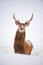 Red deer stag (Cervus elaphus) on open moorland in snow, Cairngorms National Park, Scotland, UK, December