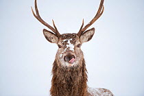 Portrait of Red deer stag (Cervus elaphus) on open moorland in snow, licking its lips Cairngorms NP, Scotland, UK, December