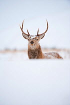 Red deer stag (Cervus elaphus) on open moorland in winter, with snow on its forehead, Cairngorms NP, Scotland, UK