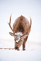 Red deer stag (Cervus elaphus) licking food block in snow, Cairngorms NP, Scotland, UK, December
