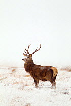 Red deer stag (Cervus elaphus) on open moorland in winter, Cairngorms NP, Scotland, UK, December