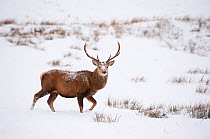 Red deer stag (Cervus elaphus) on open moorland in snow, Cairngorms NP, Scotland, UK,