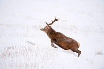Red deer stag (Cervus elaphus) on open moorland in winter, jumping to free itself from snow, Cairngorms NP, Scotland, UK, December