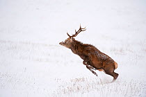 Red deer stag (Cervus elaphus) on open moorland in winter, jumping to free itself from snow, Cairngorms NP, Scotland, UK, December