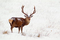 Red deer stag (Cervus elaphus) on open moorland in snow, Cairngorms NP, Scotland, UK, December