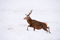 Red deer stag (Cervus elaphus) on open moorland, walking in snow, Cairngorms NP, Scotland, UK, December