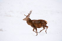 Red deer stag (Cervus elaphus) on open moorland, running in snow, Cairngorms NP, Scotland, UK, December