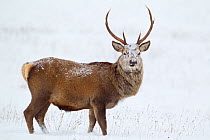 Red deer stag (Cervus elaphus) on open moorland in winter, with face covered in snow, Cairngorms NP, Scotland, UK, December