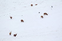 A group of Red deer stags (Cervus elaphus) grazing on a hillside in snow, Cairngorms NP, Scotland, UK, December