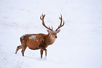 Red deer stag (Cervus elaphus) walking on open moorland in snow, Cairngorms NP, Scotland, UK, December