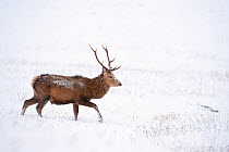 Red deer stag (Cervus elaphus) walking on open moorland in snow, Cairngorms NP, Scotland, UK, December